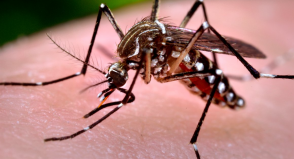 Por que o mosquito Aedes aegypti transmite tantas doenças