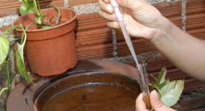 Vai viajar? Lembre de eliminar os criadouros do mosquito