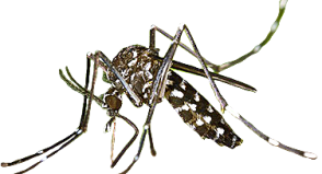 Fiocruz detecta vírus ativo do Zika em saliva