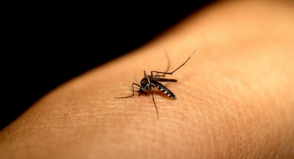Ministério da Saúde alerta para aumento de 149% dos casos de dengue no país