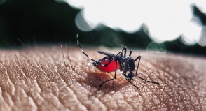 Cassind alerta para cuidados no combate ao mosquito da Dengue